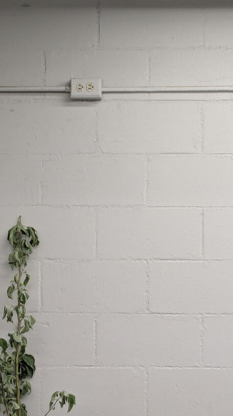Indoors, In-direct Lighting, Plant, Painted Brick Wall, Light Gray