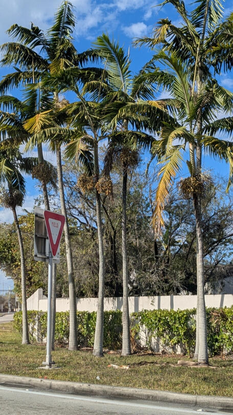 Paradise for One, Tropical Trees, Yield Sign, Shrubs